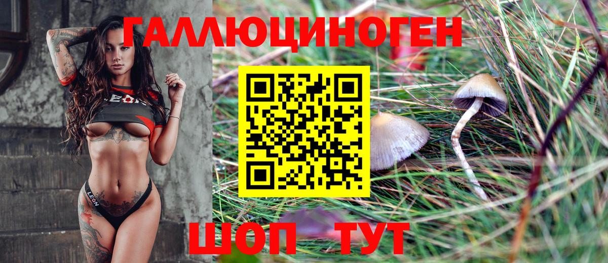 Галлюциногенные грибы Psilocybine cubensis Ржев